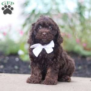 Alex, Cockapoo Puppy